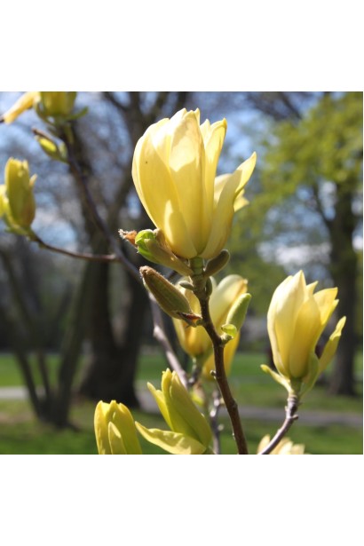Магнолія Єллоу Лантерн келехоподібні квіти світло-жовтого кольору
